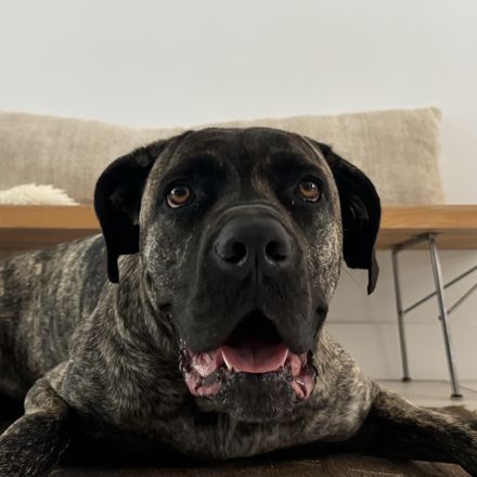 Floyd, a brindle Cane Corso and Neapolitan Mastiff mix, lying on a rug and looking at the camera